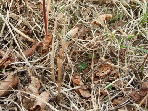 tfude.jpg