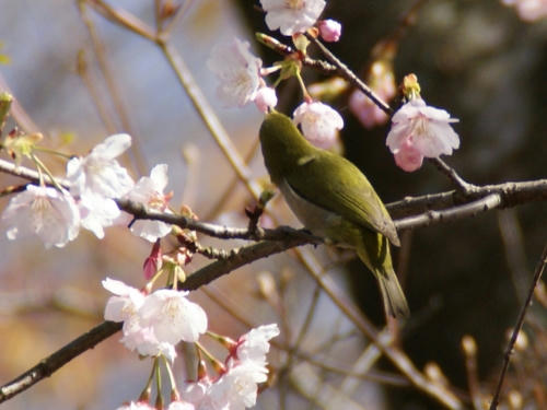 meji4.jpg