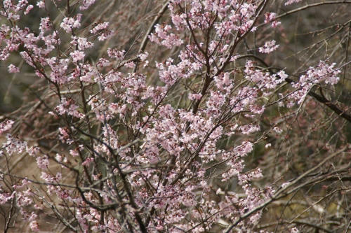 sakura.JPG