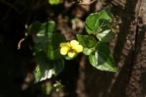 kisumi.JPG