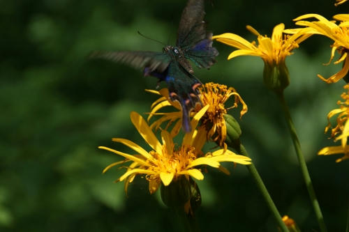 karasu3.JPG