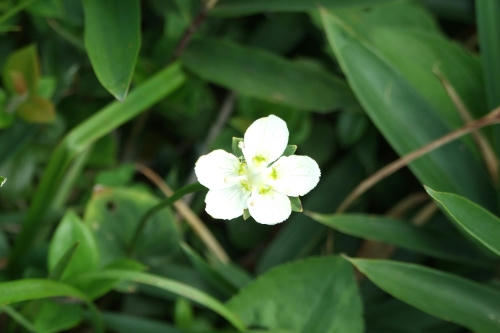 umebati.jpg