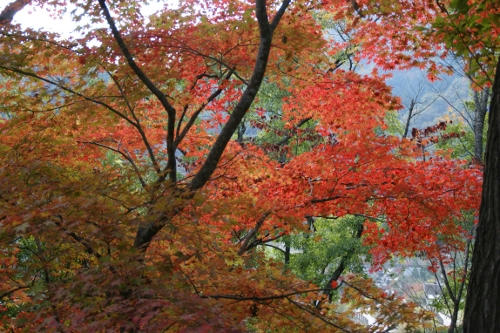 momiji1.JPG