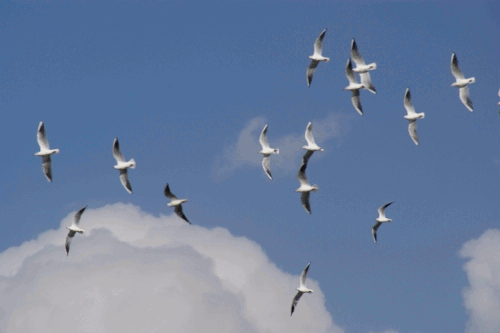 kamo1.gif