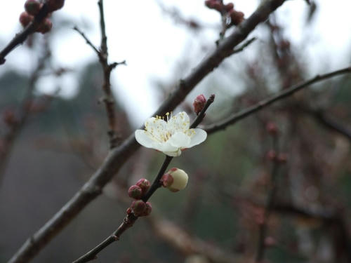 ume1.JPG
