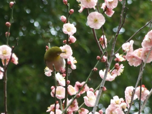ume.jpg