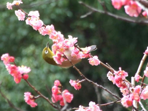 koubai4.jpg