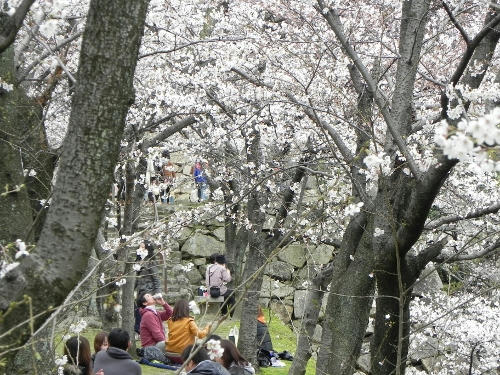 ohanami.JPG