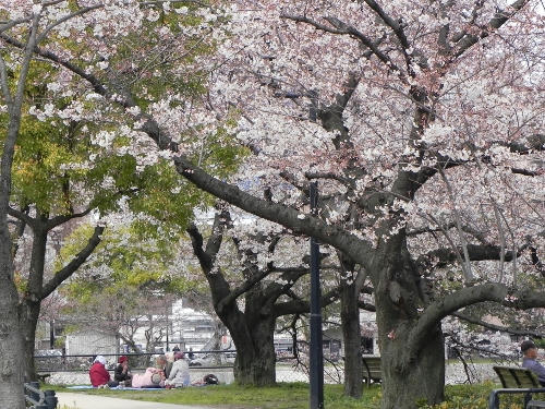 hanami.JPG