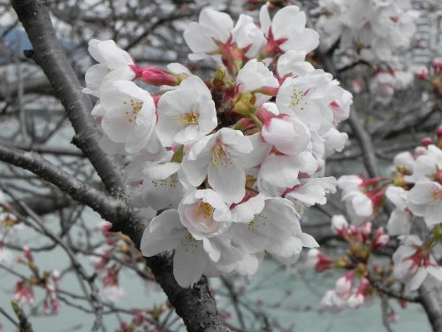 sakura5.JPG