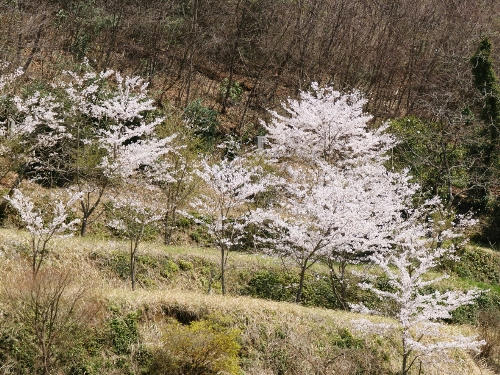 yamasakura.jpg