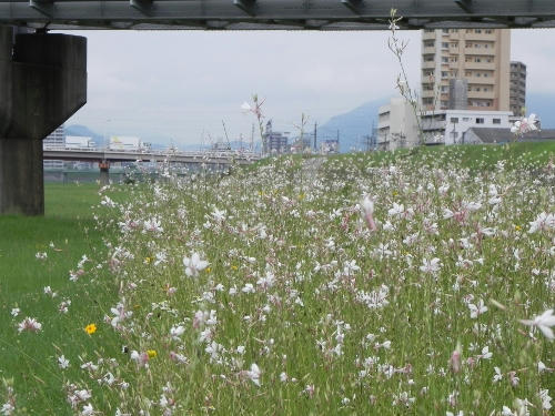 hakucho.JPG