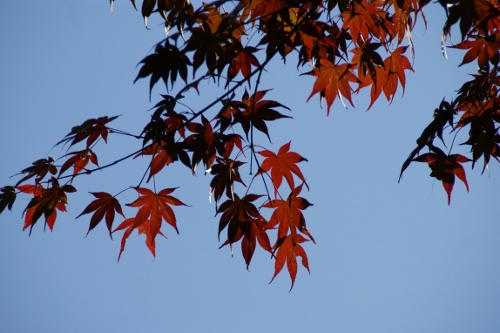 momiji3.JPG