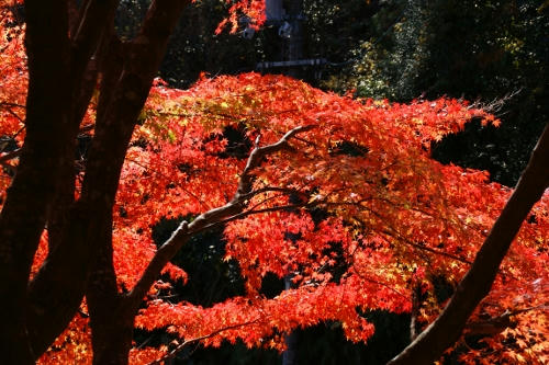 momiji5.JPG