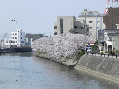 hamada.JPG