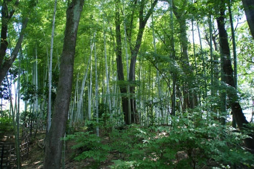 tikurin.JPG