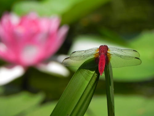natuaka.JPG