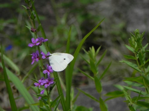 3ae7a696.jpeg