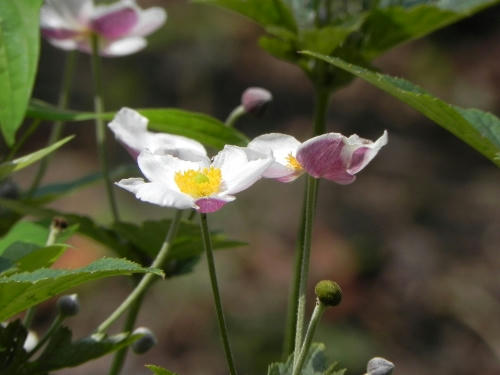 anemone.JPG