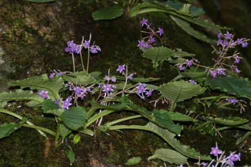 iwatabako.JPG