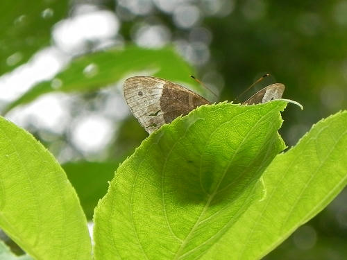 kakure.jpg