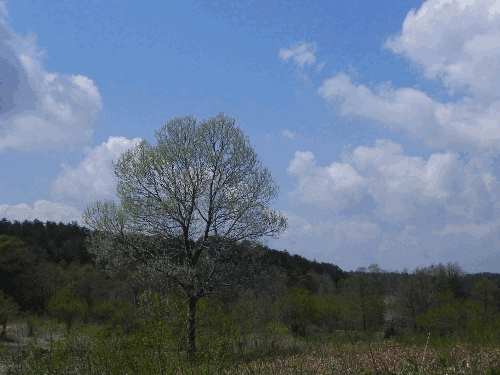 sakura.gif