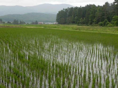 yawata.JPG