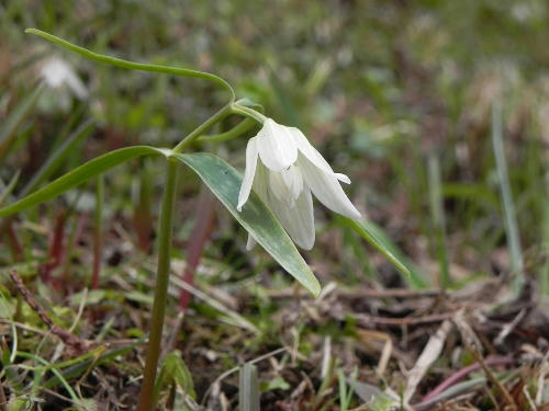 81466516.jpeg