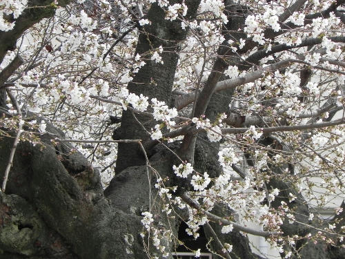 sakura4.JPG