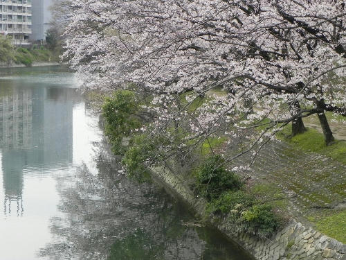 kawamo.JPG
