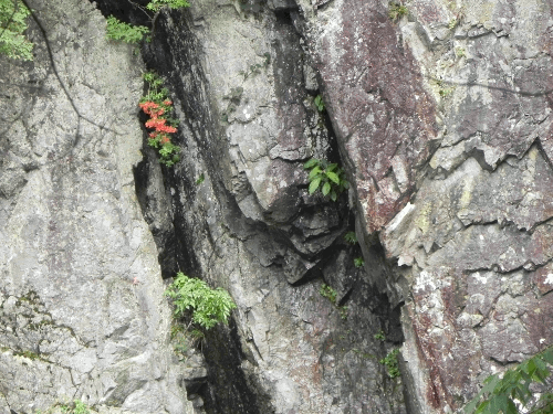 tutuji1.gif
