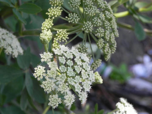 botanboufu2.JPG