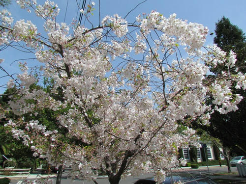 IMG_2779.JPG