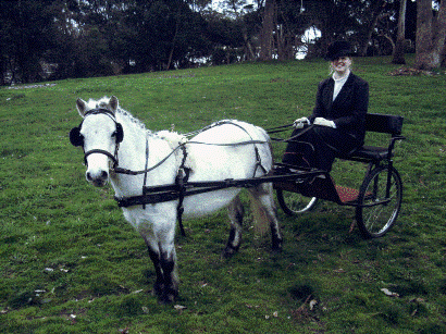 1024px-Shetland_Pony_in_Harness_and_Cart.gif