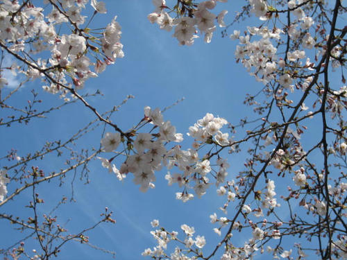 桜２