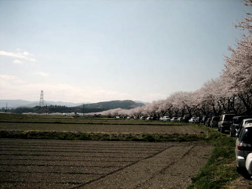 さくら