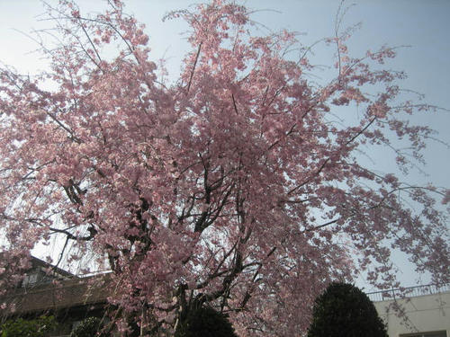 しだれ桜