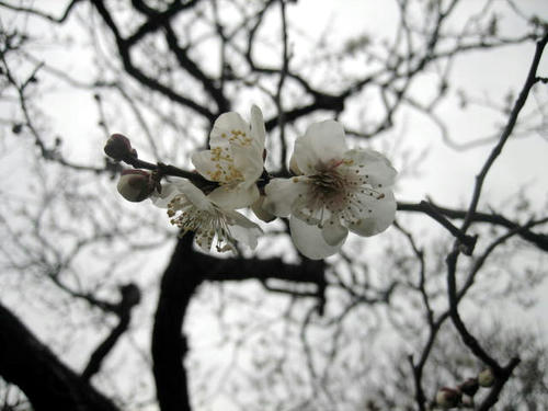 長谷寺の梅
