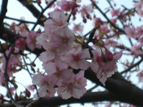 FI2622850_1E.JPG