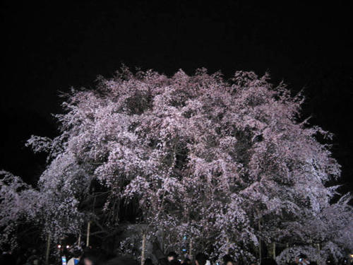 六義園のしだれ桜
