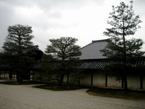 天龍寺の松