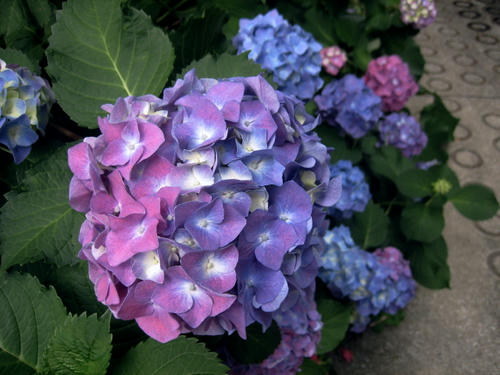 紫陽花