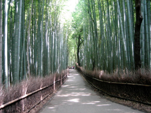 竹林の道