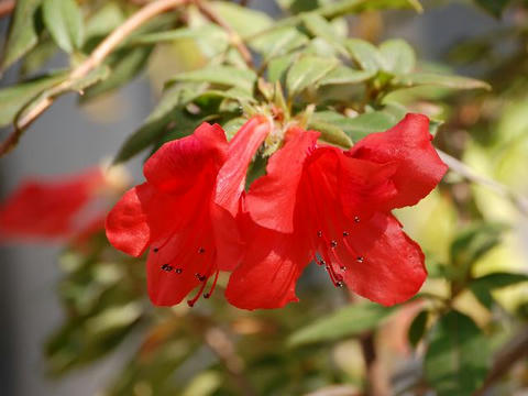 先島躑躅（サキシマツツジ）