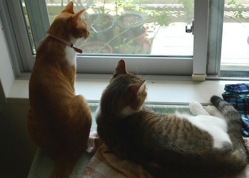 猫の見張り１.JPG