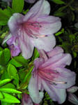 Image213.jpg