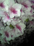 Image216.jpg