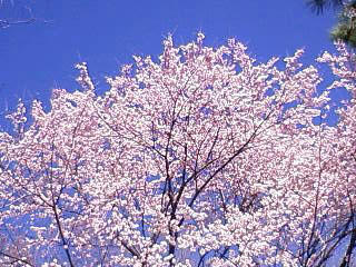 110404_153130.JPG
