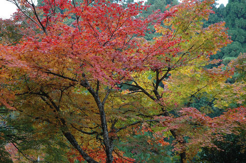 20081116_ohara_102.jpg