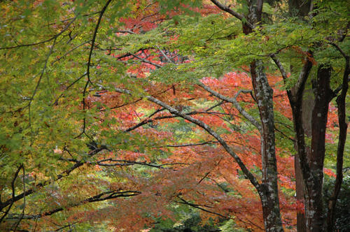20081116_ohara_105.jpg